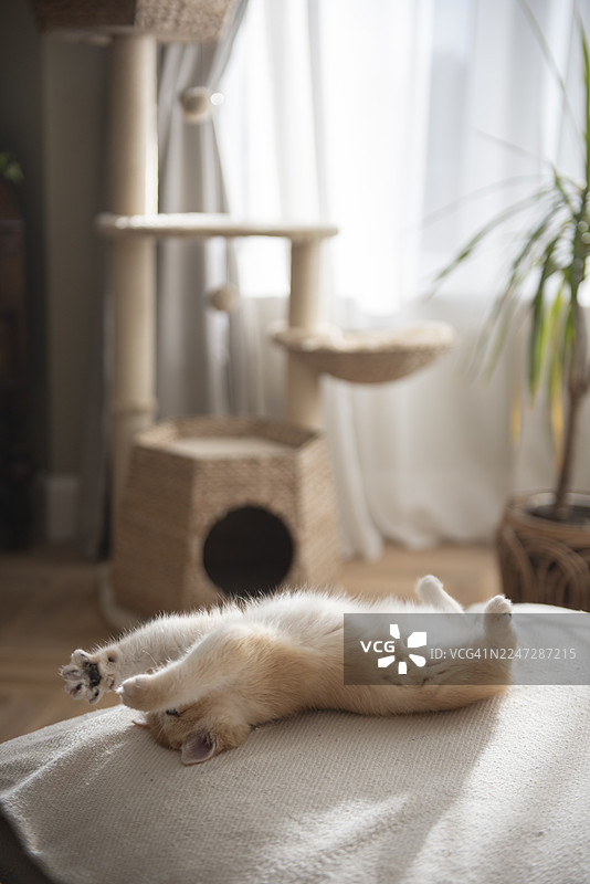 一只俏皮的金色英国短毛猫小猫在苏格兰爱丁堡一栋房子里阳光明媚的秋日客厅沙发上玩耍，露出白色的肚皮，背景是猫爬架、植物和飘窗窗帘。图片素材