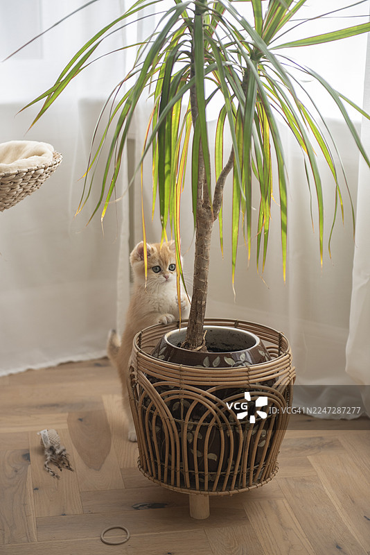 一只好奇的金吉拉英国短毛猫幼崽站着，在猫爬架和带有窗帘的凸窗旁边的盆栽小树旁玩耍，它位于爱丁堡一处房屋的硬木地板上，苏格兰，英国。图片素材