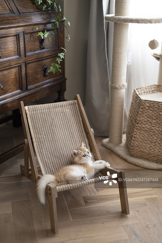 一只优雅可爱的金色英国短毛猫小猫舒适地躺在猫咪椅子上，旁边是猫爬架和带有植物的旧家具，背景是爱丁堡一栋房屋的硬木地板客厅，苏格兰，英国。图片素材
