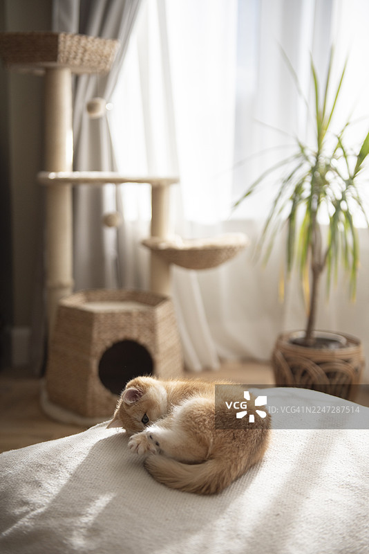 一只圆润俏皮的金色英国短毛猫小猫在苏格兰爱丁堡一栋房子客厅的硬木地板沙发上玩弄自己的尾巴，背景是猫爬架、盆栽植物和凸窗上的窗帘。图片素材