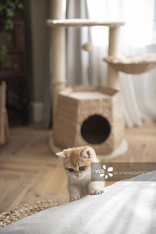 一只顽皮圆润的金吉拉英国短毛猫在爱丁堡一所房子的客厅里，爬到硬木地板沙发边上，背景有猫爬架和窗帘。图片素材