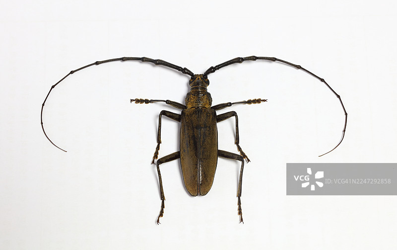 薄翅长角甲图片素材