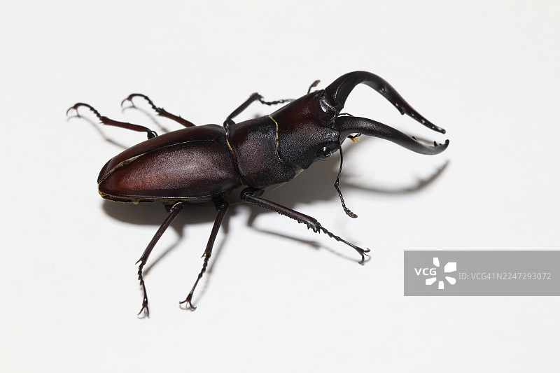 锯锹甲图片素材