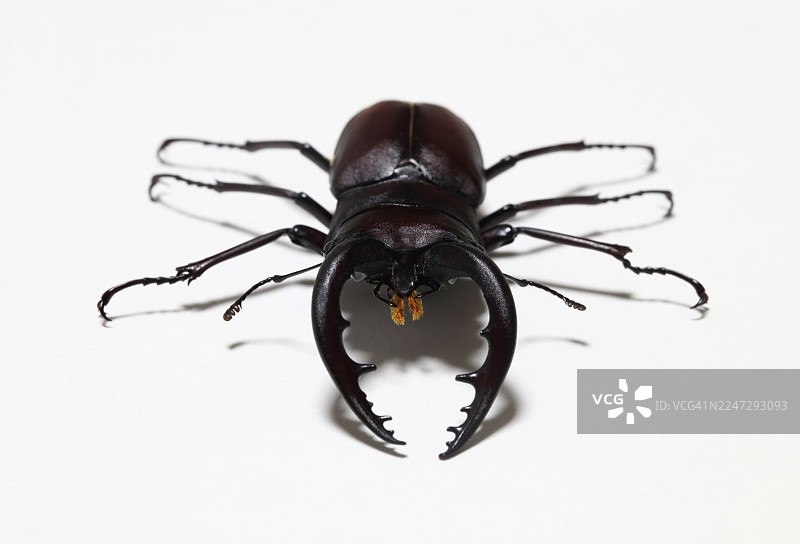 看到了锹甲图片素材