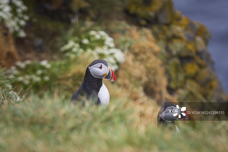 冰岛胡萨维克村附近悬崖上两只海鹦的特写图片素材