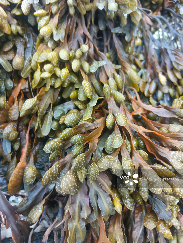 螺旋海藻特写，螺旋海藻（Fucus spiralis）是一种海藻，属于褐藻门（异化门，褐藻纲）。它有常见的名字，如螺旋海藻、气泡海藻和扁海藻。图片素材