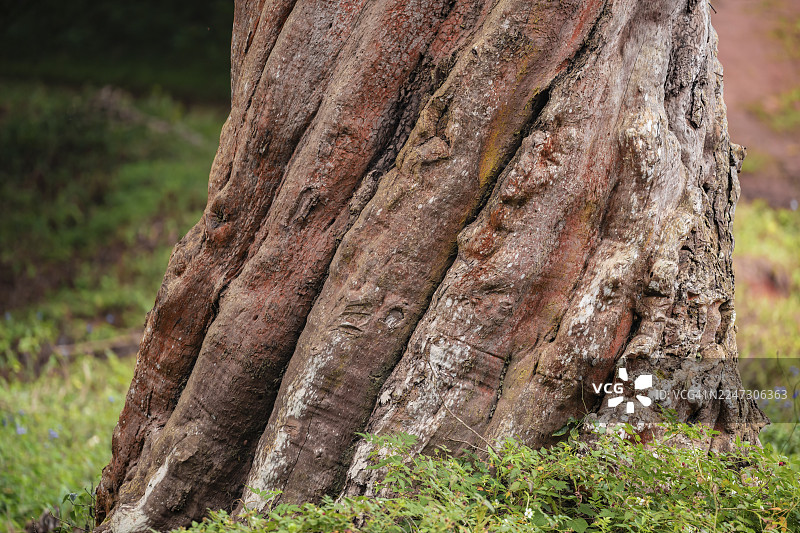 树木螺旋生长，阿马尼自然保护区，东部乌桑巴拉山脉，坦噶，坦桑尼亚图片素材