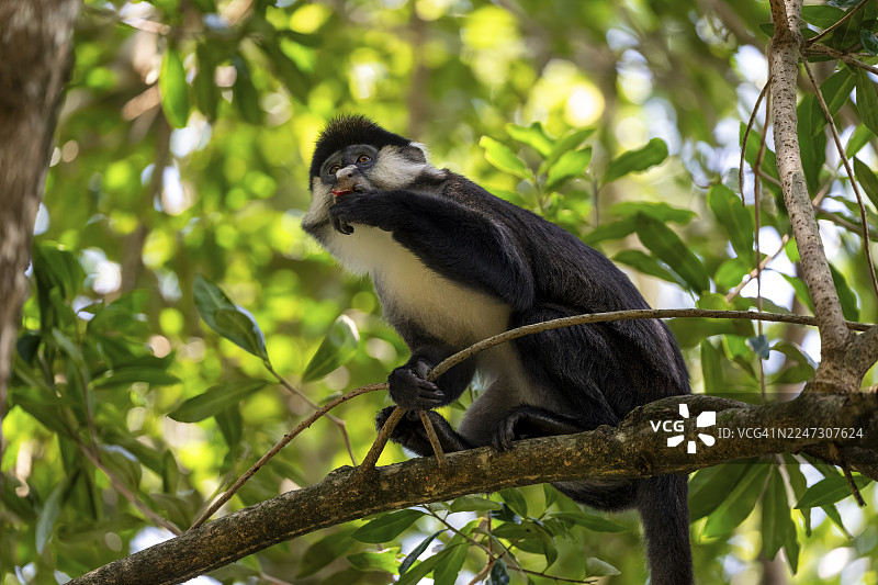 红尾猴或刚果白鼻猴（Cercopithecus ascanius schmidti），基巴莱国家公园，乌干达图片素材
