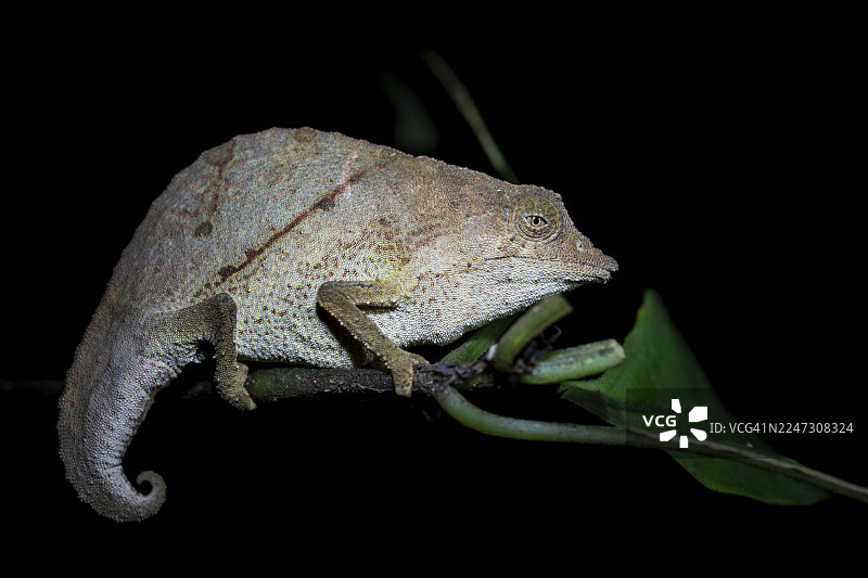 侏儒变色龙 (Rieppeleon brachyurus)，夜间栖息在树枝上的白色变色龙，位于坦桑尼亚坦噶地区东部乌萨姆巴拉山脉的阿马尼自然森林保护区。图片素材