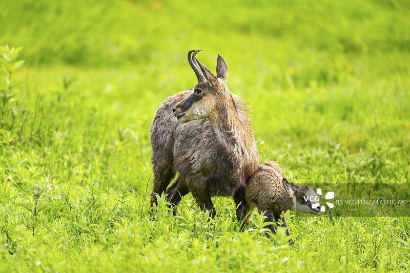 奥地利草地上的羚羊（Rupicapra rupicapra）母羊和幼崽（小鹿）图片素材