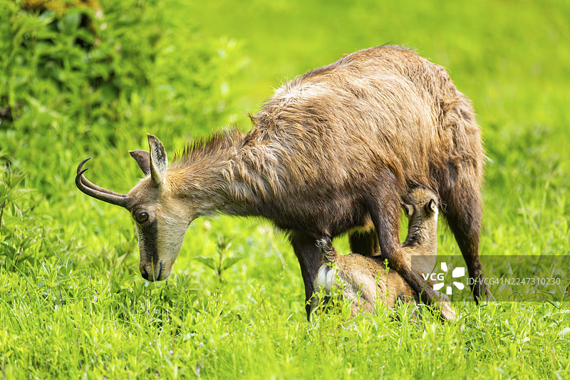 奥地利，草地上的雌性岩羚羊（Rupicapra rupicapra）和她的幼崽（小鹿）图片素材