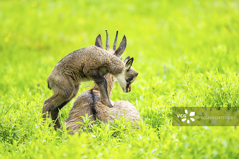 奥地利草地上的羚羊（Rupicapra rupicapra）母羚与幼羚图片素材