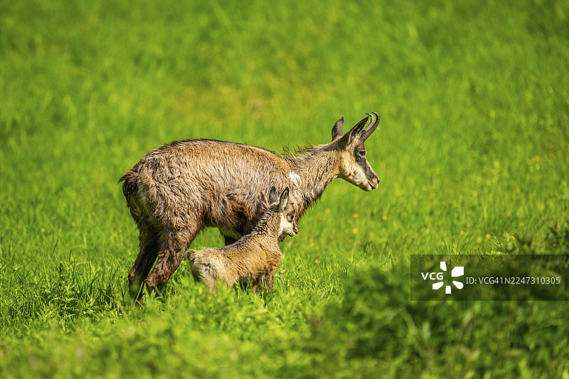 奥地利草地上的羚羊（Rupicapra rupicapra）母鹿与幼崽（小鹿）图片素材