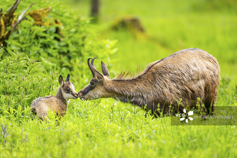 奥地利，一只羚羊（Rupicapra rupicapra）母亲和它的幼崽在草地上图片素材