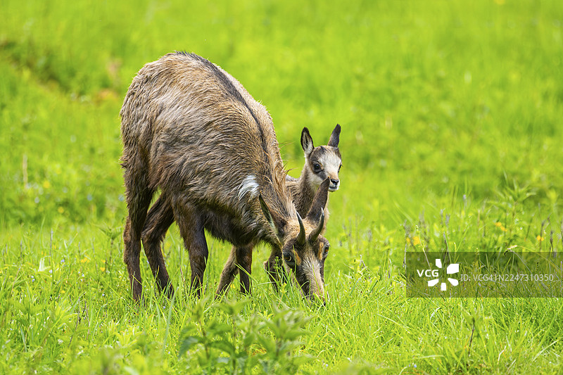 在奥地利草地上，一只羚羊（Rupicapra rupicapra）母亲带着她的幼崽（小羚羊）图片素材