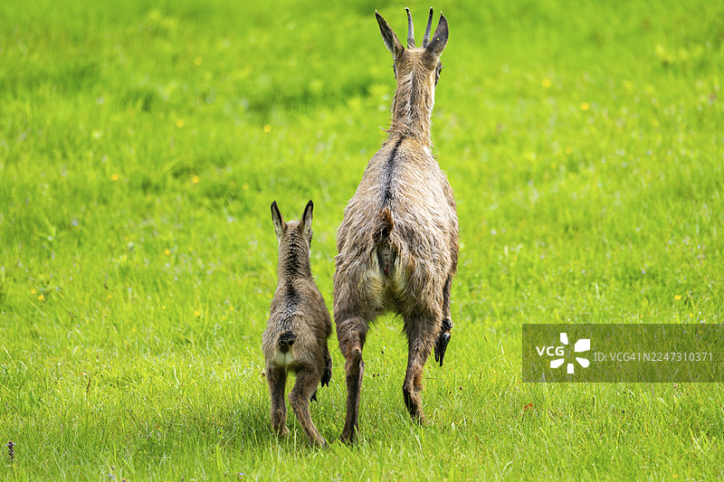 奥地利,草地上的羚羊(Rupicapra rupicapra)母鹿与幼崽(小鹿)图片素材