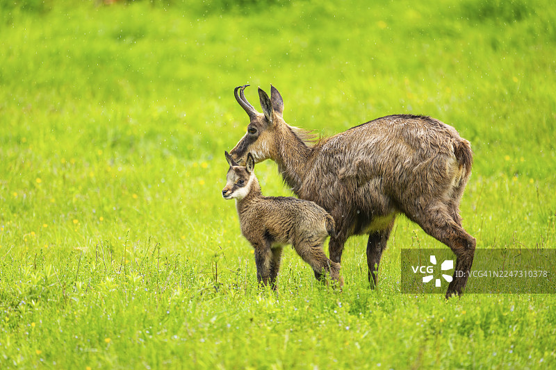奥地利，草地上的羚羊（Rupicapra rupicapra）母亲和它的幼崽（小鹿）图片素材