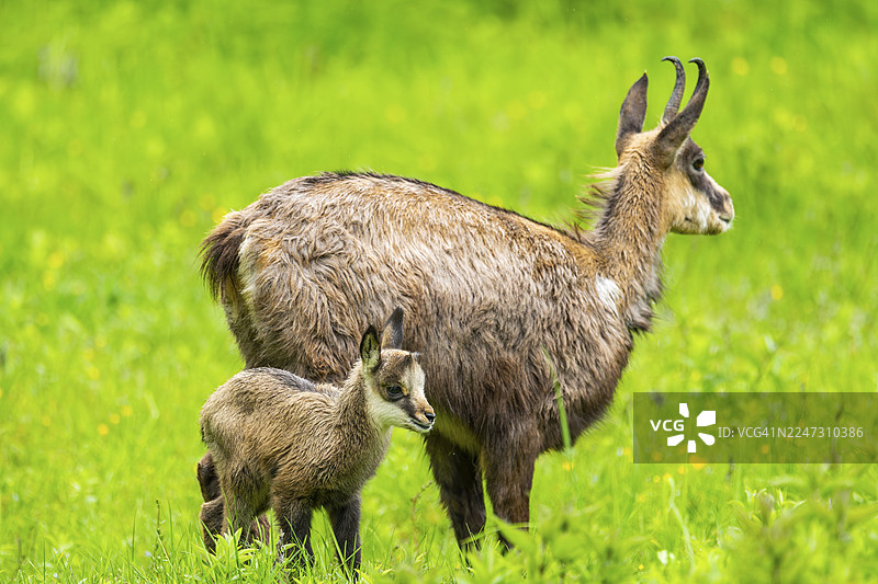 奥地利草地上的羚羊（Rupicapra rupicapra）母羚与幼羚图片素材