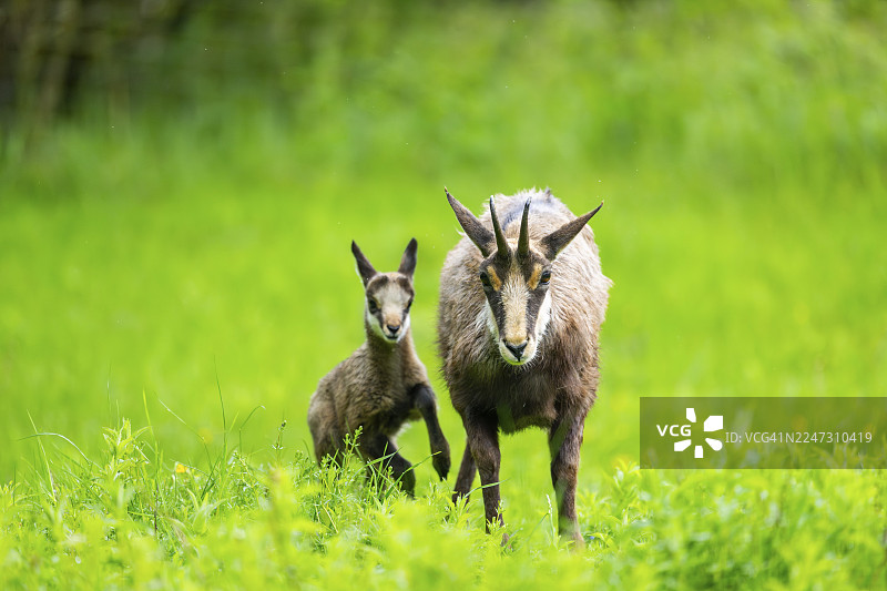 奥地利，母羚羊（Rupicapra rupicapra）与幼崽在草地上图片素材