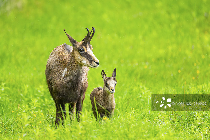 奥地利草地上，一只雌性岩羚羊（Rupicapra rupicapra）带着它的幼崽（小羚羊）图片素材