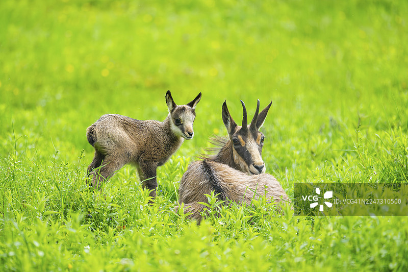奥地利，草地上的羚羊（Rupicapra rupicapra）母羊与幼崽图片素材