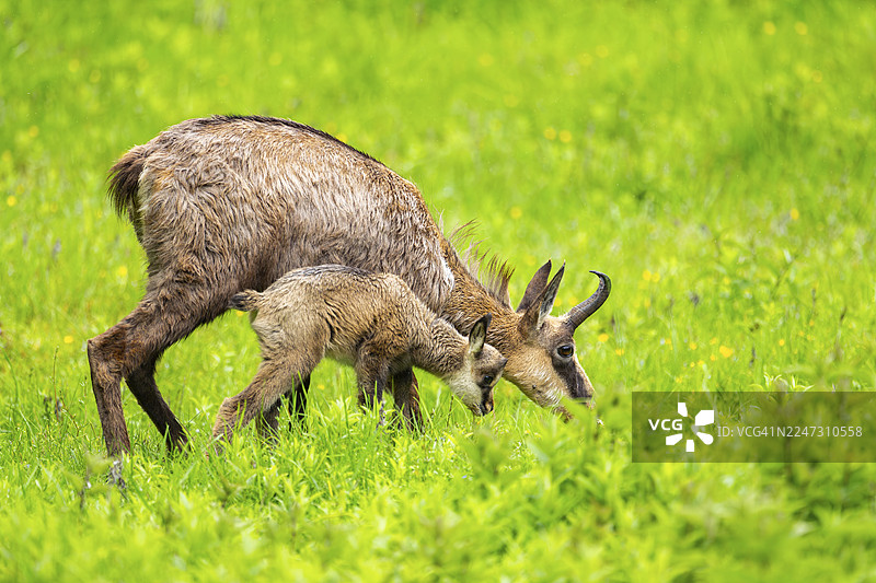 奥地利，草甸上的羚羊（Rupicapra rupicapra）母羚与幼羚（小羚羊）图片素材