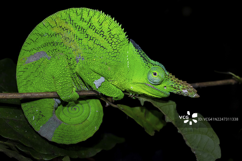 软绵绵的双角变色龙（Kinyongia matschiei），成年雄性，夜间栖息在树枝上的变色龙，阿马尼自然森林保护区，东部乌萨姆巴拉山脉，坦噶，坦桑尼亚图片素材