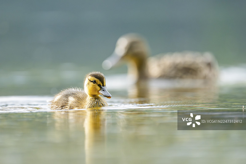 野鸭（Anas platyrhynchos）幼鸟在巴伐利亚湖中游泳，德国图片素材