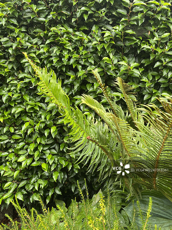 西方剑蕨与车叶草图片素材