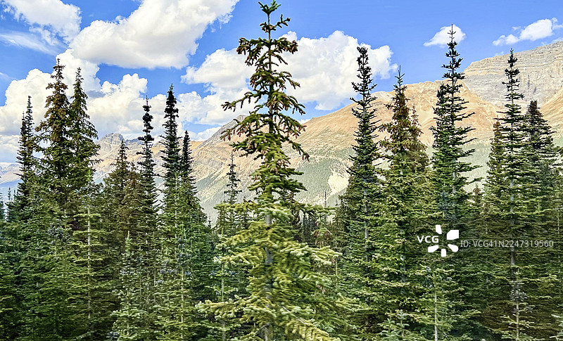 亚高山冷杉图片素材