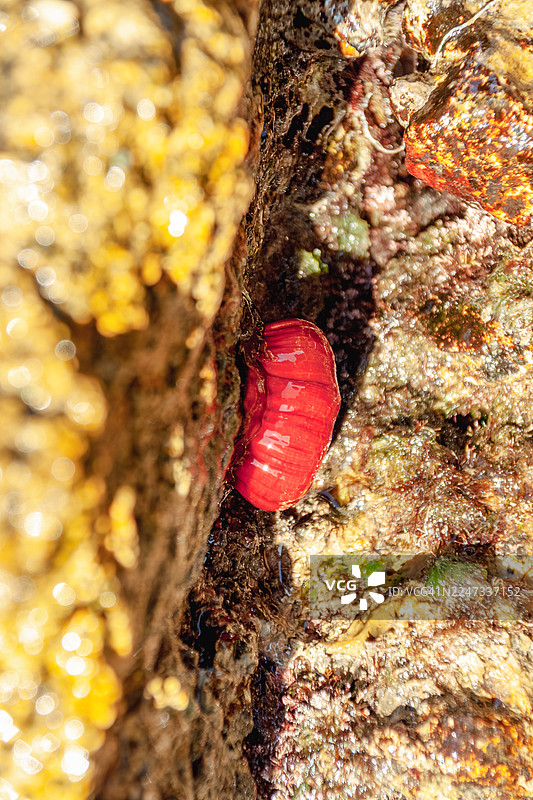 地中海海葵图片素材