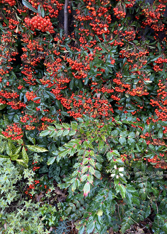 前景为红花檵木的红色浆果，配以阔叶十大功劳的枝叶。图片素材
