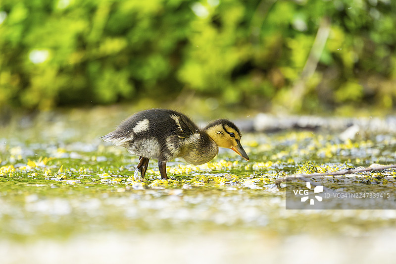 一只野鸭（Anas platyrhynchos）雏鸟站立在德国巴伐利亚一个小湖的岸边图片素材