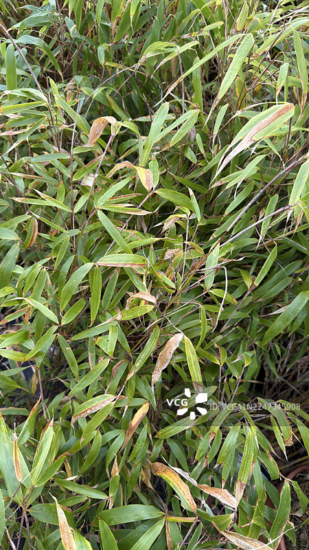 箭竹，俯视图片素材