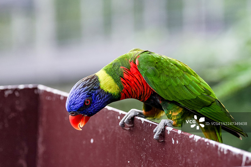 新加坡裕廊飞禽公园的彩虹吸蜜鹦鹉图片素材