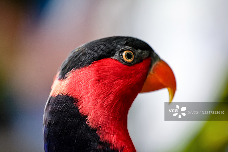 新加坡裕廊飞禽公园的黑顶鹦鹉图片素材