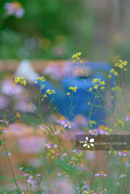 柔和背景下的精致花园花朵与洒水壶图片素材