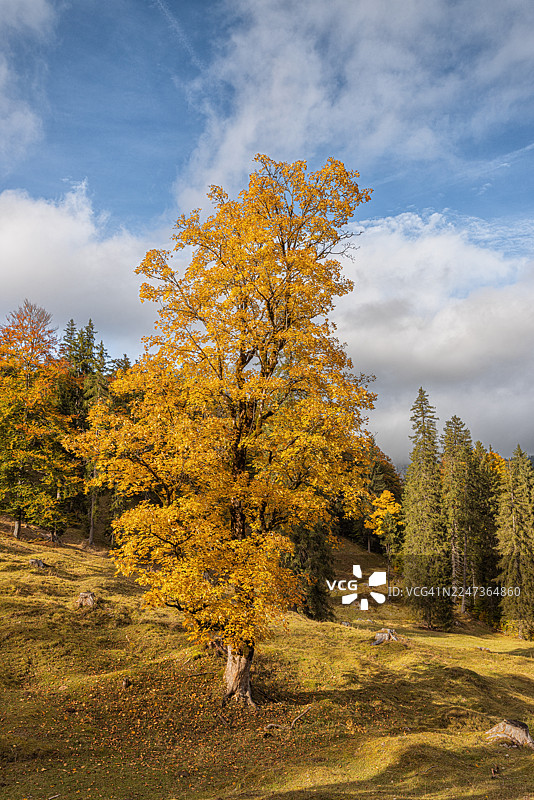 秋季的梧桐树，位于德国巴伐利亚州克罗伊特地区的布劳贝格山。图片素材