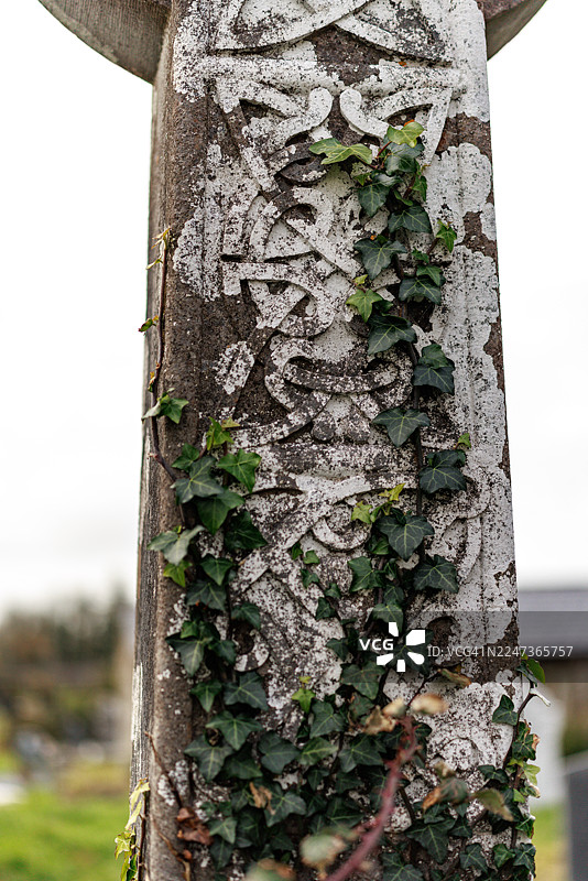 爬满常春藤的凯尔特十字架雕刻特写图片素材