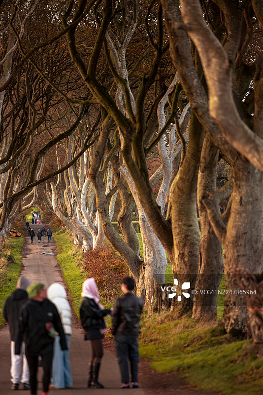 苍白树干下的氛围小径图片素材
