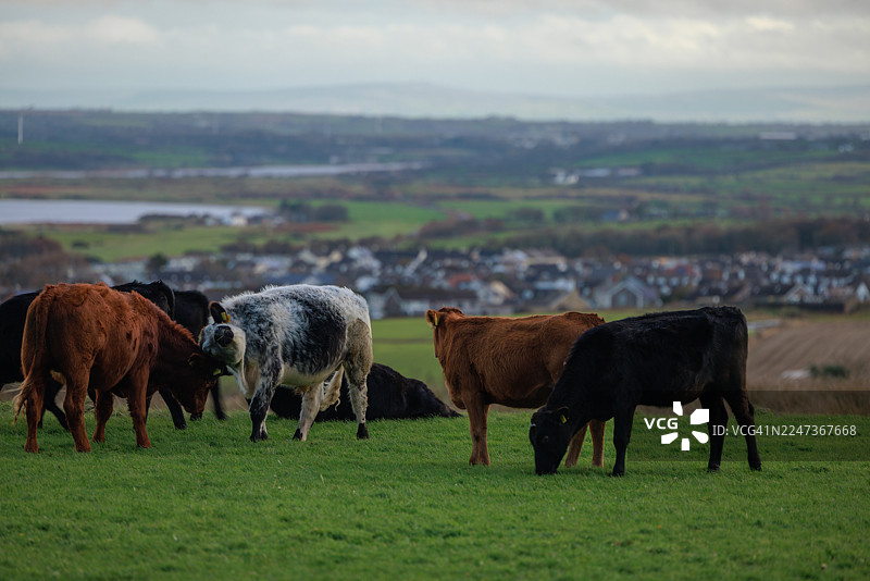 城堡岩海岸上方的放牧羊群图片素材