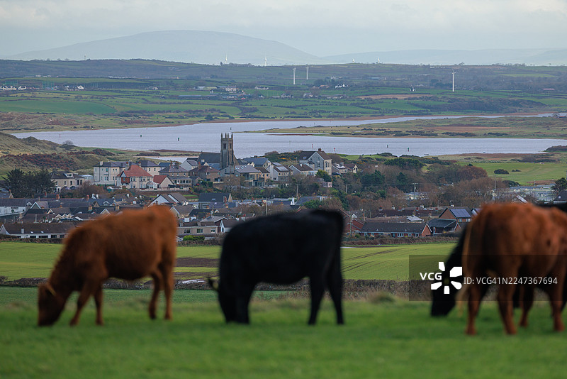 牛群环绕的卡斯特洛克小镇图片素材