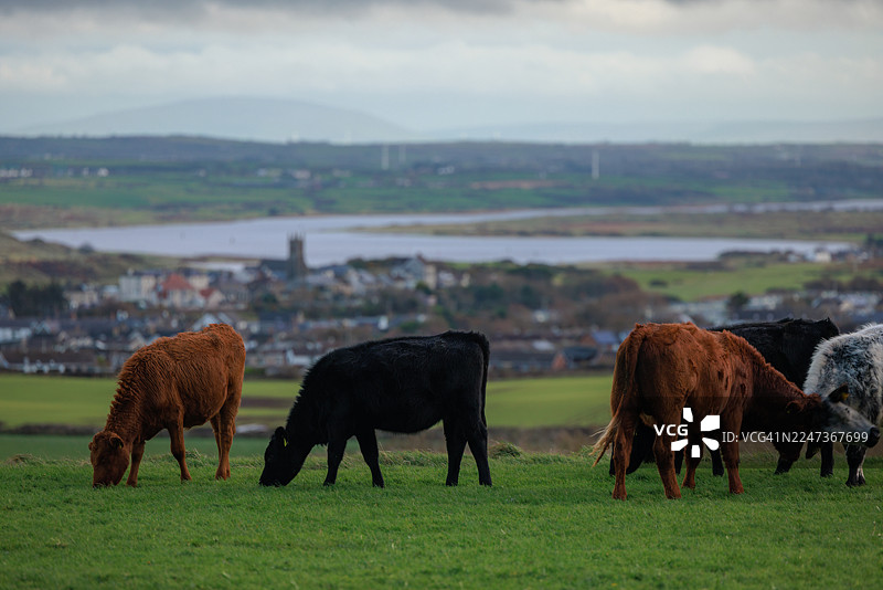 背景虚化下的牲畜与城堡石图片素材