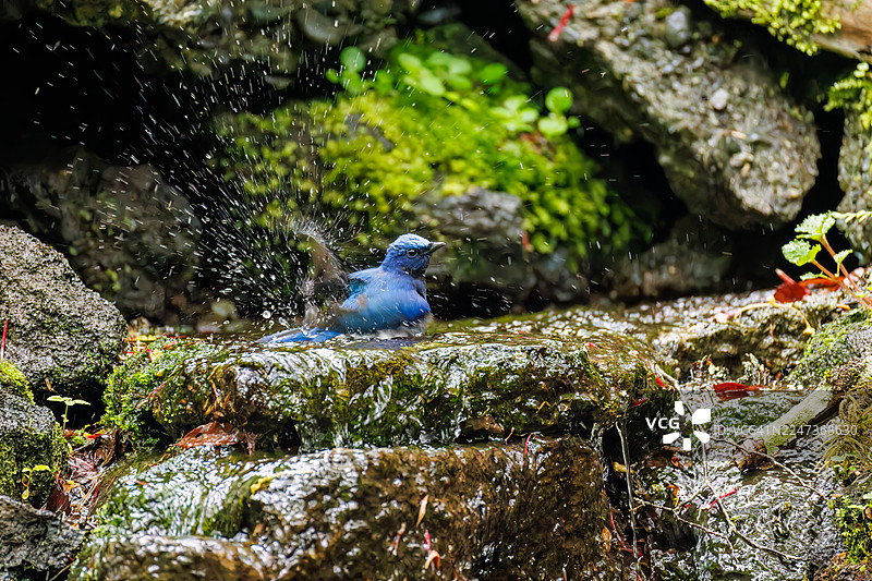 一只美丽的蓝白鹟（Cyanoptila cyanomelana，鹟科）。快乐的蓝鸟。在富士吉田市小仓泉（Oodora spring, Fujiyoshida City, Yamanashi Pref. Japan）的泉水中沐浴。- 2025图片素材