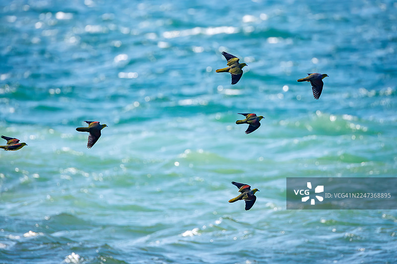 背景中可以看到公路和城镇景观。一群美丽的白腹绿鸠（Treron sieboldii）从山里飞入海浪，在大海中摄取矿物质。地点：二宫町吾妻山，2025年图片素材