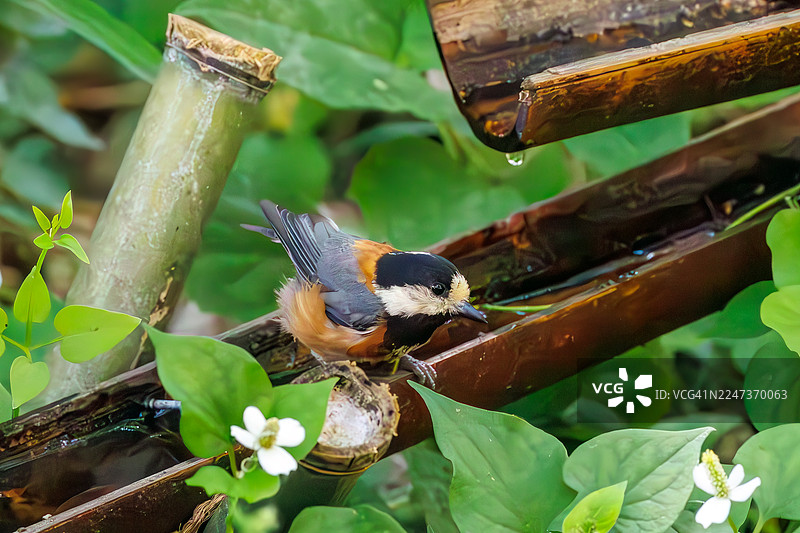 可爱的山雀(Varied Tit,学名:Sittiparus varius,山雀科)在扇动翅膀飞走。鱼薄荷、蜥蜴尾巴、蕺菜花。在水盆中沐浴。神奈川县秦野市、金刚山公园、金刚权现山鸟类保护区。图片素材