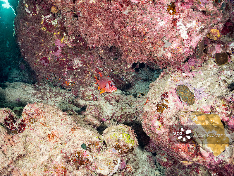 一队剑齿松鼠鱼,Sargocentron spiniferum。一群热带鱼。美丽的珊瑚礁和游泳的人们。赤间海滩,赤间岛,冲绳,庆良间群岛,岛尻郡 - 2025图片素材