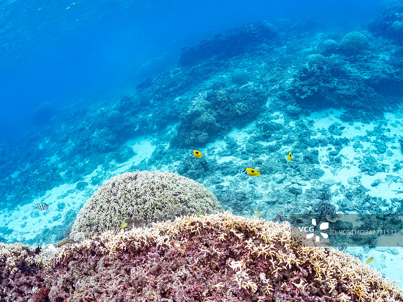 斑驳狐面鱼（Siganus unimaculatus），蓝绿海葵鱼（Chromis viridis），一群热带鱼。美丽的珊瑚礁和游泳的人们。2025年，冲绳县渡嘉敷村阿嘉岛，庆良间群岛。图片素材