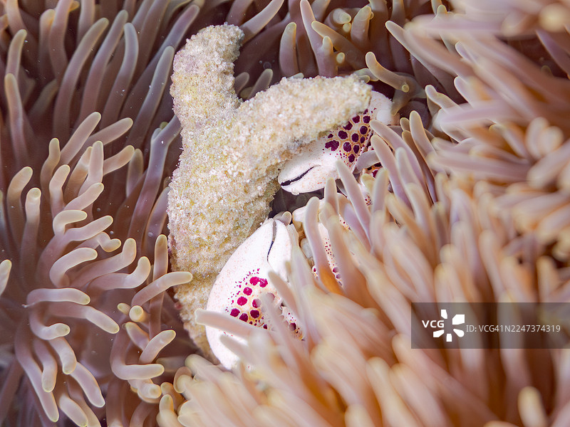 红斑珊瑚蟹，Trapezia rufopunctata。一群热带鱼。美丽的珊瑚礁和游泳的人们。菜单，冲绳县国头郡海中道路，渡嘉敷岛，座间味岛，庆良间群岛 - 2025图片素材