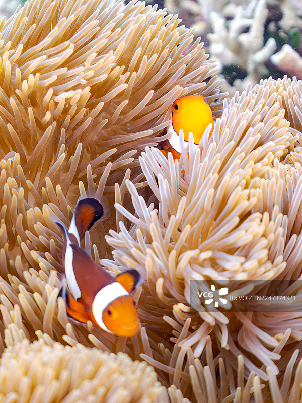 可爱的公子小丑鱼一家与美丽的海葵及其他生物在绝佳的珊瑚礁中。一群热带鱼。美丽的珊瑚礁和游泳的人们。菜单 hama 海滩，阿嘉岛，冲绳，庆良间群岛，岛尻郡 - 2025图片素材